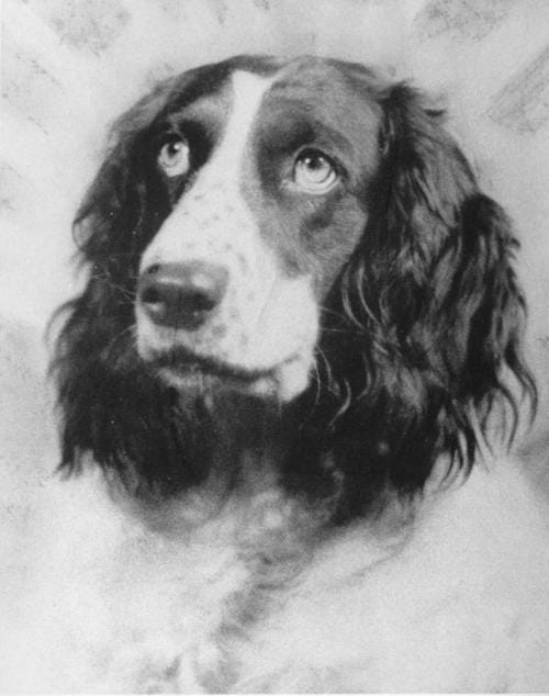 Toby, English Setter
