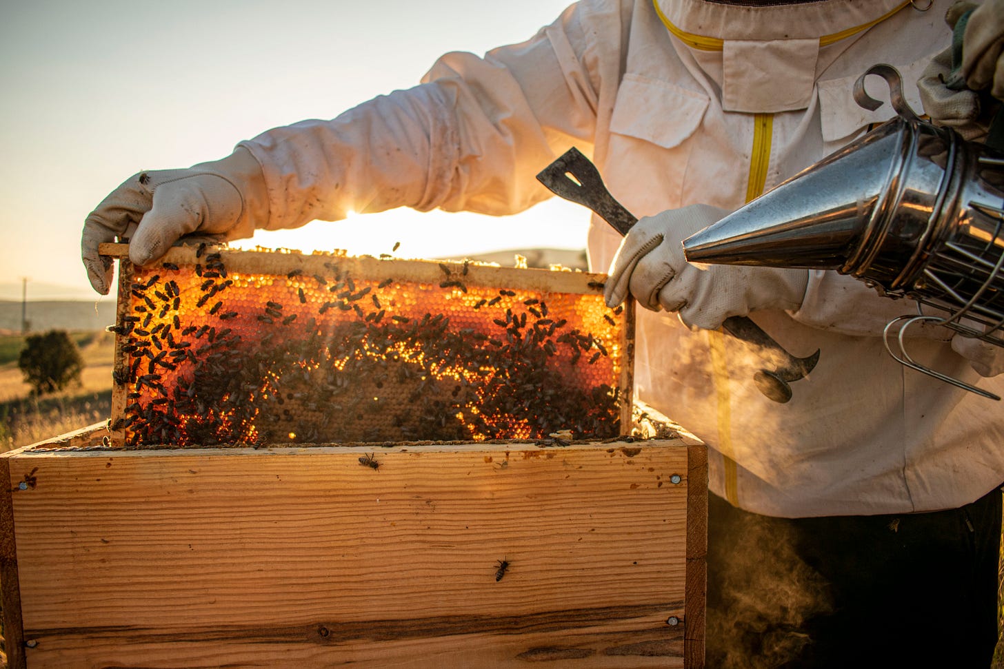 Beekeeper pulling a honeycomb out of a hive.
