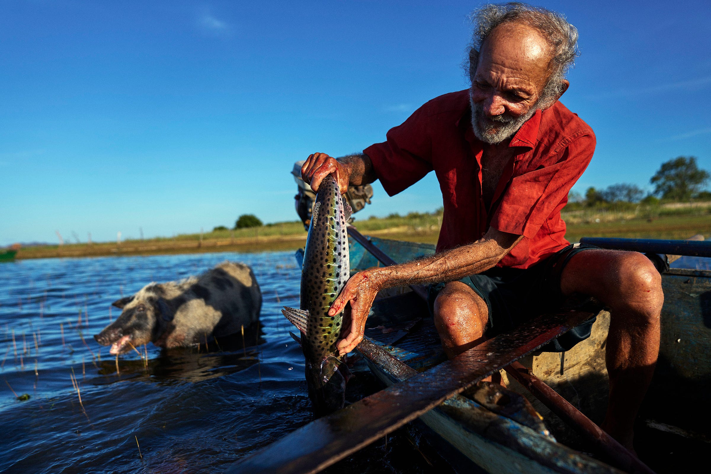 An elderly man in a red shirt sits in a wooden boat, holding a large fish over the water. A pig stands in the shallow water beside him under a clear blue sky.