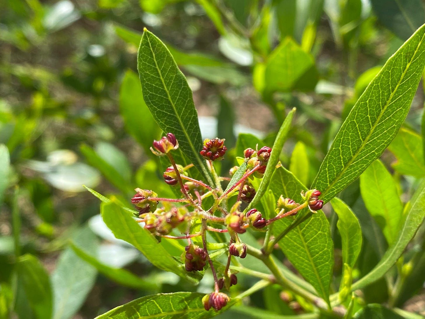 A close-up cluster of blossoms made of open sepals plus a cluster of dark red fleshy seeds in each center.