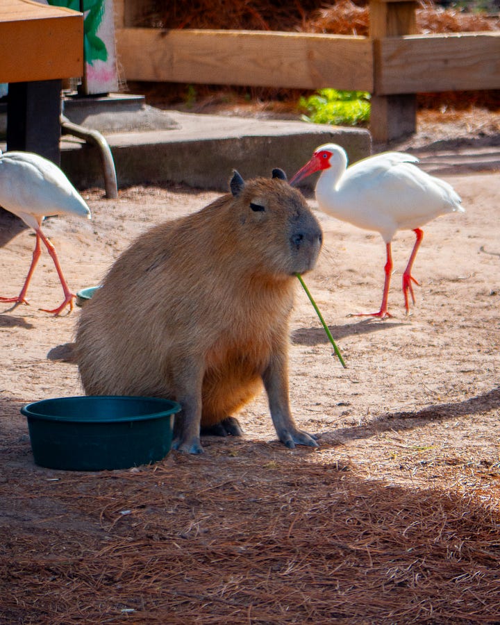pygmy hippo capybara, turtle and stork