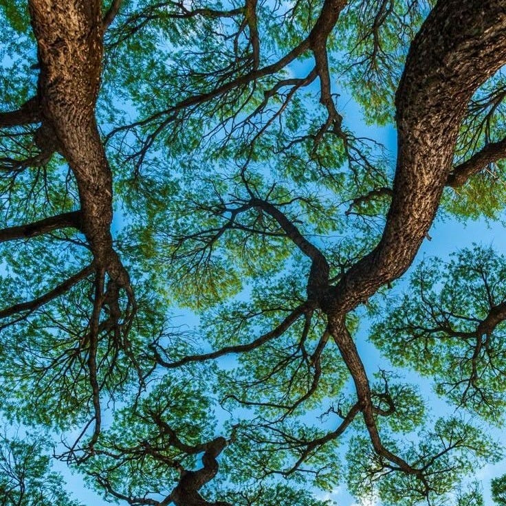 This may contain: looking up at the tops of several tall trees in a forest with blue skies overhead