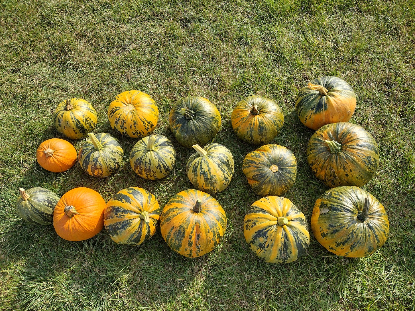 Seventeen orange and green pumpkins sitting on the grass in the sun