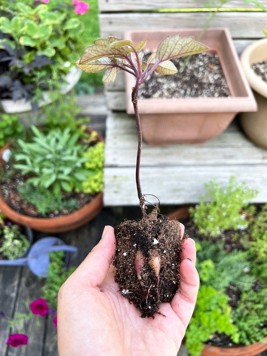 a seed-grown dahlia with tiny tubers is a joy in a container garden on a deck