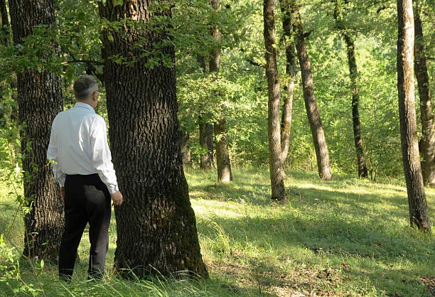 140+ Cant See The Wood For The Trees Stock Photos, Pictures & Royalty-Free  Images - iStock