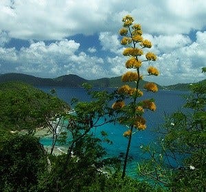 Century plant (Agave missionum)