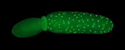 Microscopy image of a cricket embryo, illuminated in green, pinched near one end, with one side full of bright green dots representing cell nuclei