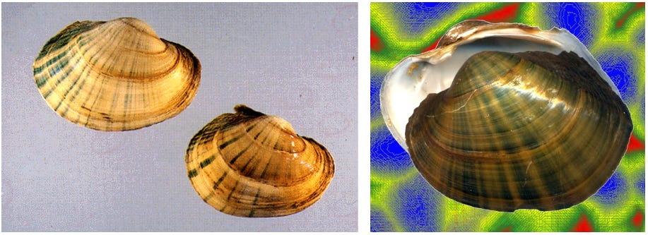 Shells of depicting the shape of Lampsilis cardium.