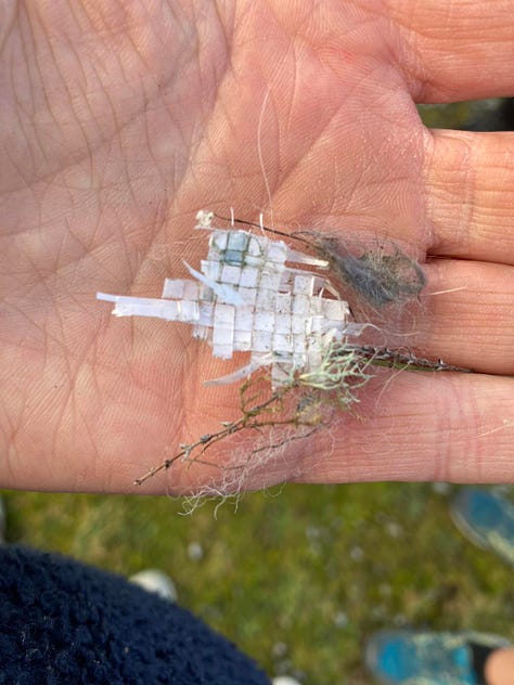 A wrens nest with Plastic material woven into it