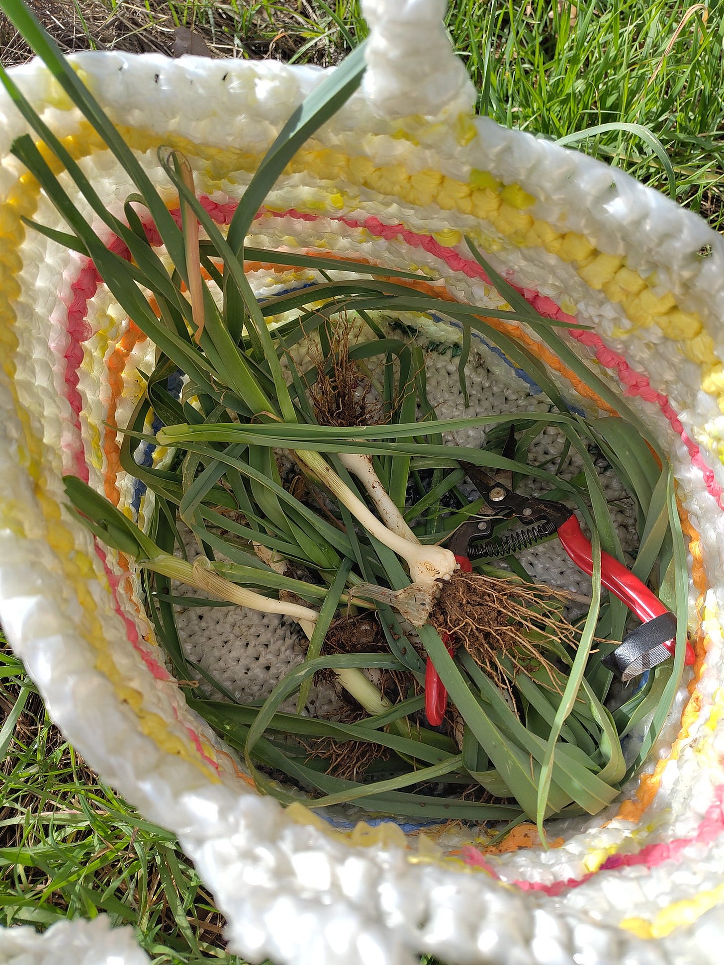 Long, dark green wild onions in a basket woven from white, yellow and pink plastic. Long, dark green wild onions in a basket woven from white, yellow and pink plastic.