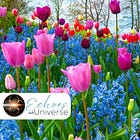 #11 | The Unfolding Path: Embracing Life's Journey with an Open Mind