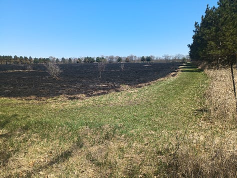 three photos of burned areas, starting to regrow grass