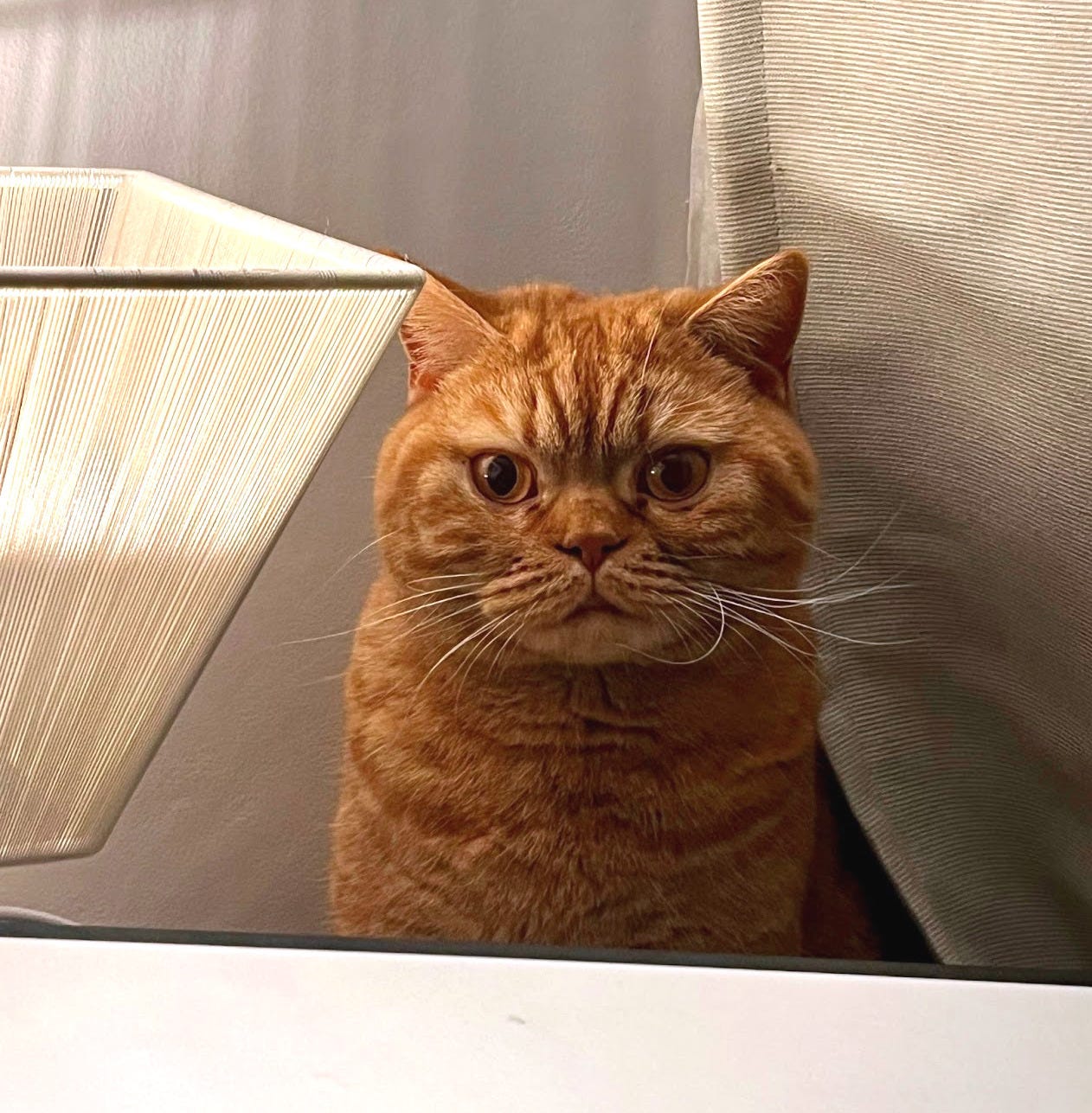 An orange tabby cat staring directly into the camera while sitting behind a lamp and laptop. She looks viscious.