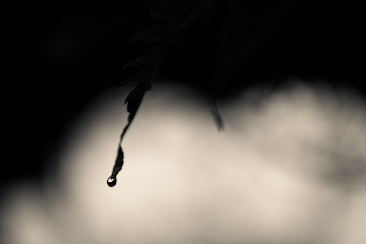 A minimalist black and white photograph featuring a single, sharp water droplet clinging to the tip of a dark fern against a soft, pale, out-of-focus background. A minimalist black and white photograph featuring a single, sharp water droplet clinging to the tip of a dark fern against a soft, pale, out-of-focus background.