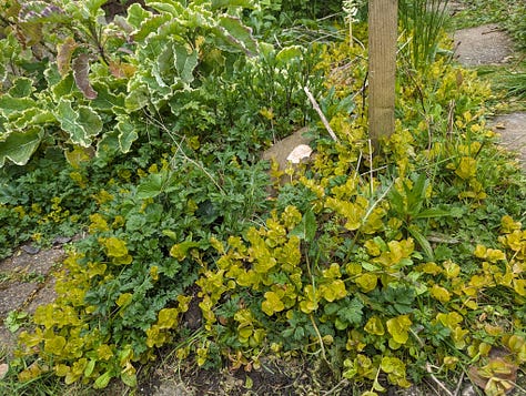Clockwise, from top left: Bugleweed battling it out with Creeping Buttercup near the minipond, Apple Mint trying to assert itself over Herb-Robert, Mock Strawberry threading through the Creeping Buttercup, Common Silverweed forcing its way through a tangle of Red Campion, Common Silverweed meeting its match with Wild Strawberries (there’s even a Sunchoke here if you look carefully)