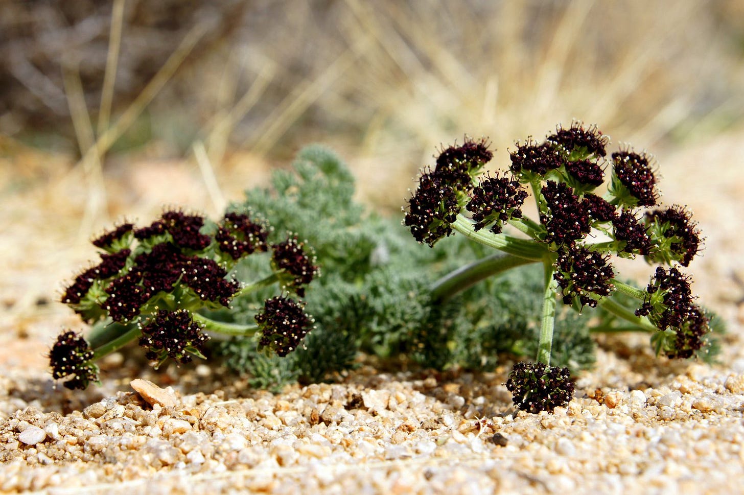 Tiny black flowers popping up along the Boy Scout Trail. Tiny black flowers popping up along the Boy Scout Trail.