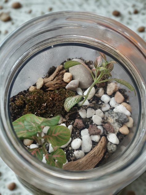 Three photos of closed terrariums