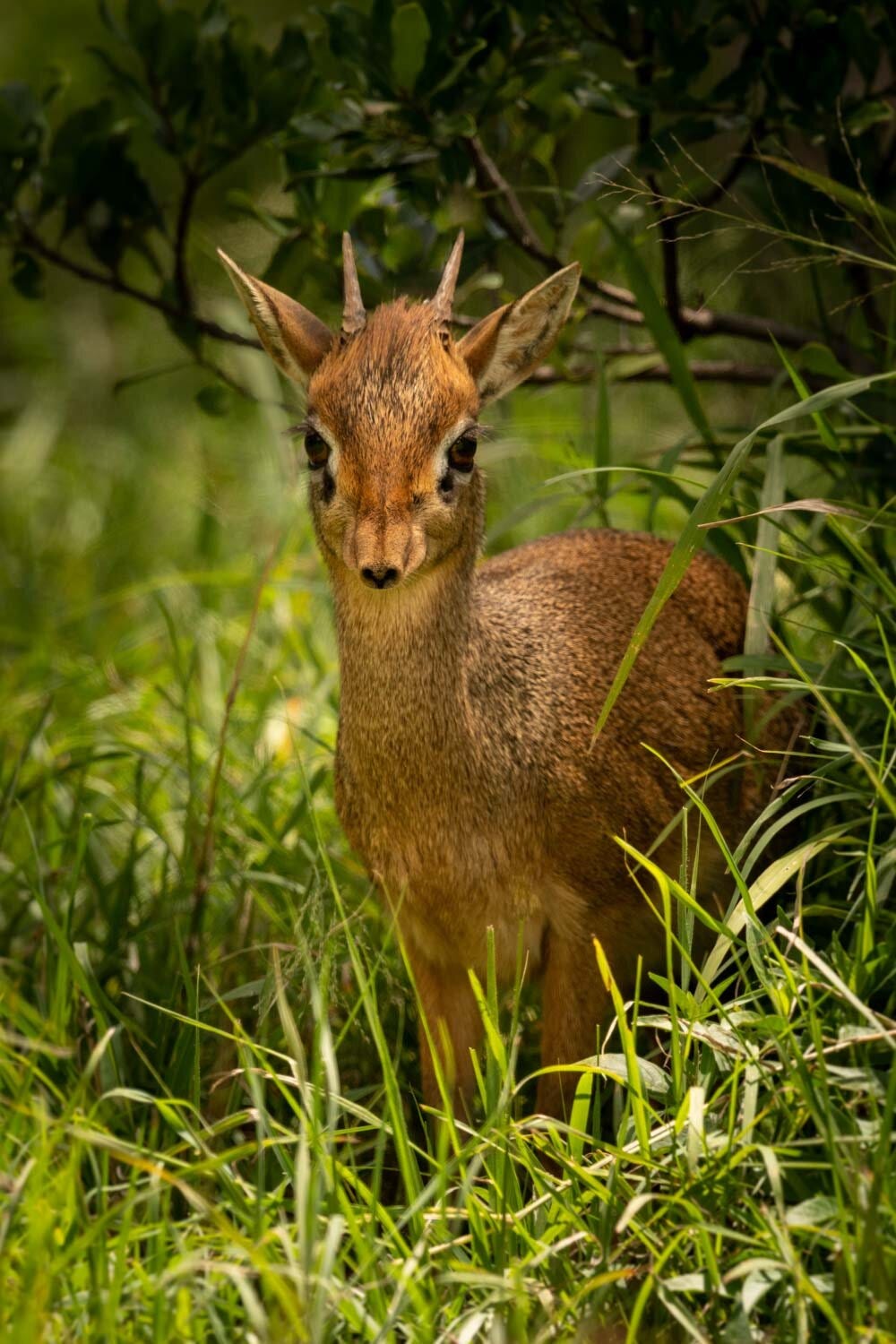 Kirk’s dik-dik