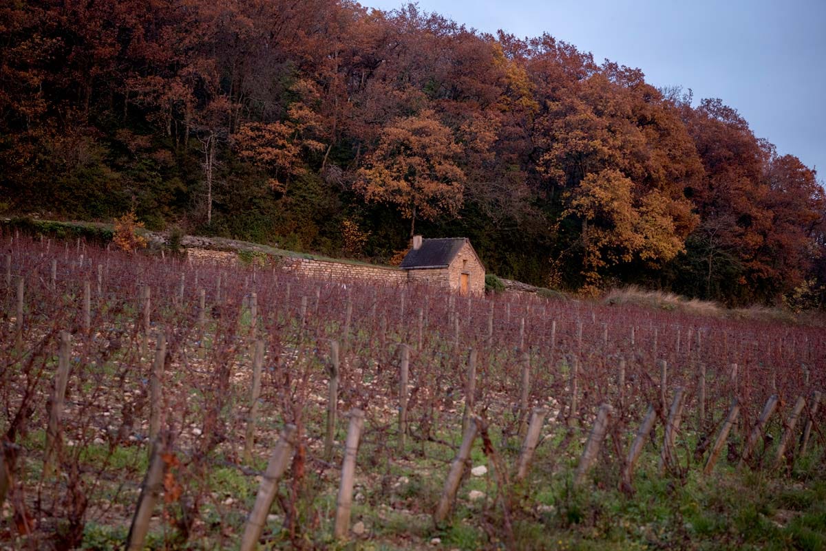Domaine Simon Bize Domaine Simon Bize