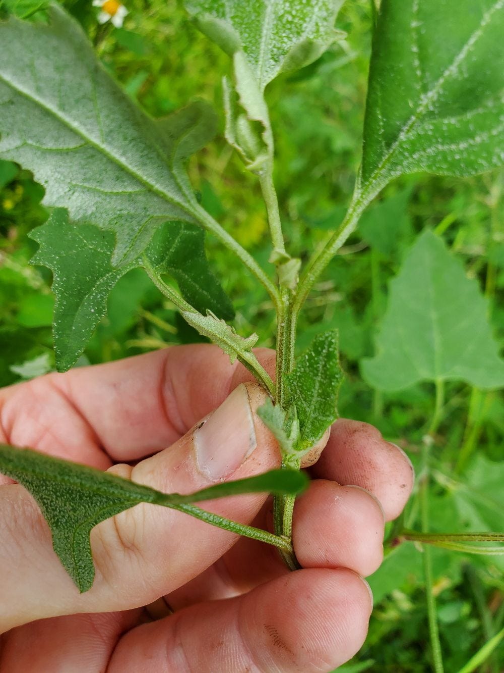 Atriplex prostrata [Look-alike - Foliage & Stems - Hastate orache] 20221217_155944 sml.jpg