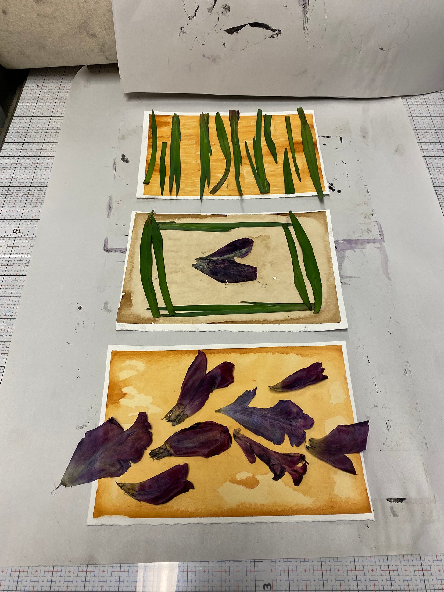 Three pieces of paper painted with orange and brown natural ink, with lily leaves and tulip petals arranged on top of them, on the bed of a press in front of a large roller.