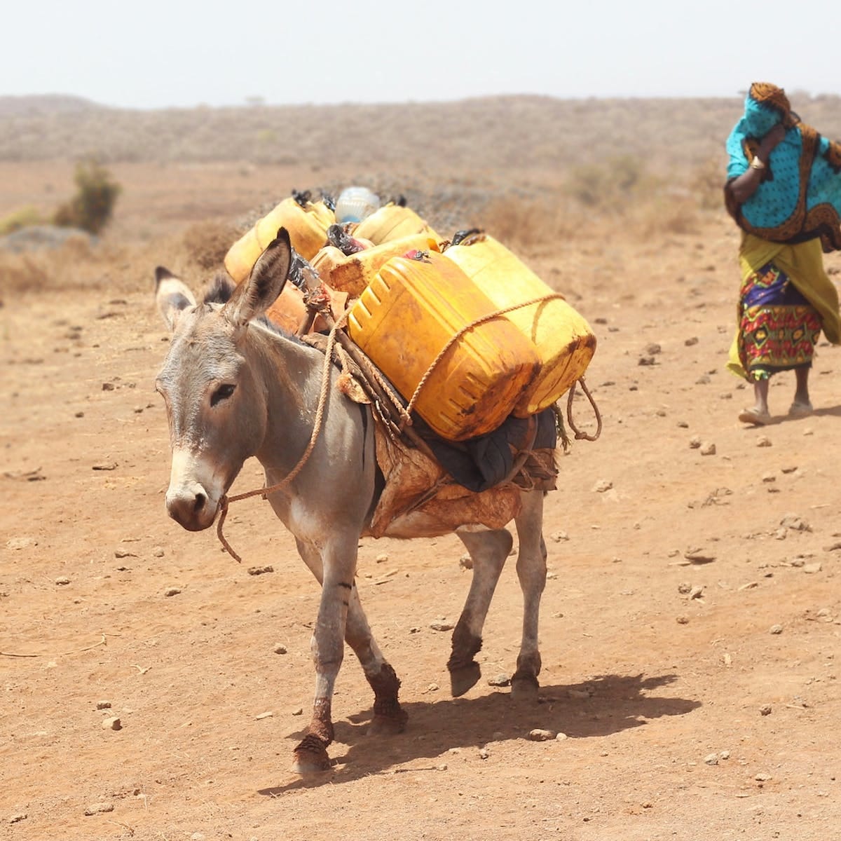 Why Kenya has banned the commercial slaughter of donkeys