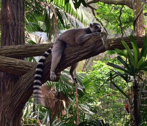 Singapore Zoo Lemur