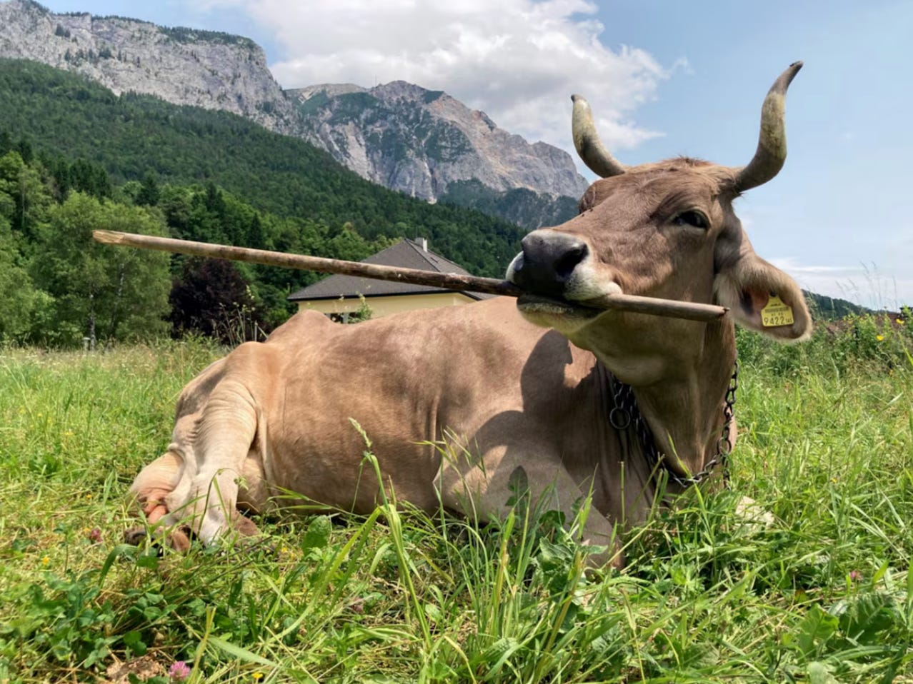 A cow laying down on the ground with a broom handle in her mouth; she's in the grass and there are lovely mountains and trees behind her