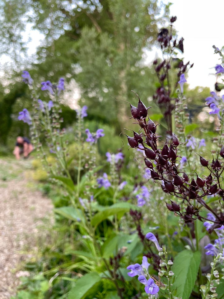 One flower I was happy to add last year is the native Blue Skullcap, Scutellaria lateriflora.