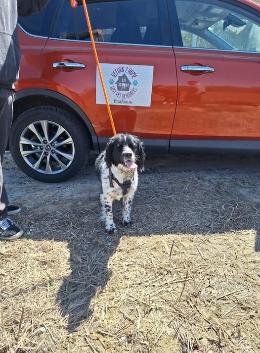 Oreo, a black-and-white spaniel stands next to a car with the sign that reads, "Return 2 Home Lost Pet Resources"