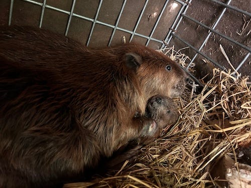 Baby and mommy beaver cuddling. Right the baby is peaking out from the mommy's arm the other the baby is wrapped in her tail. 