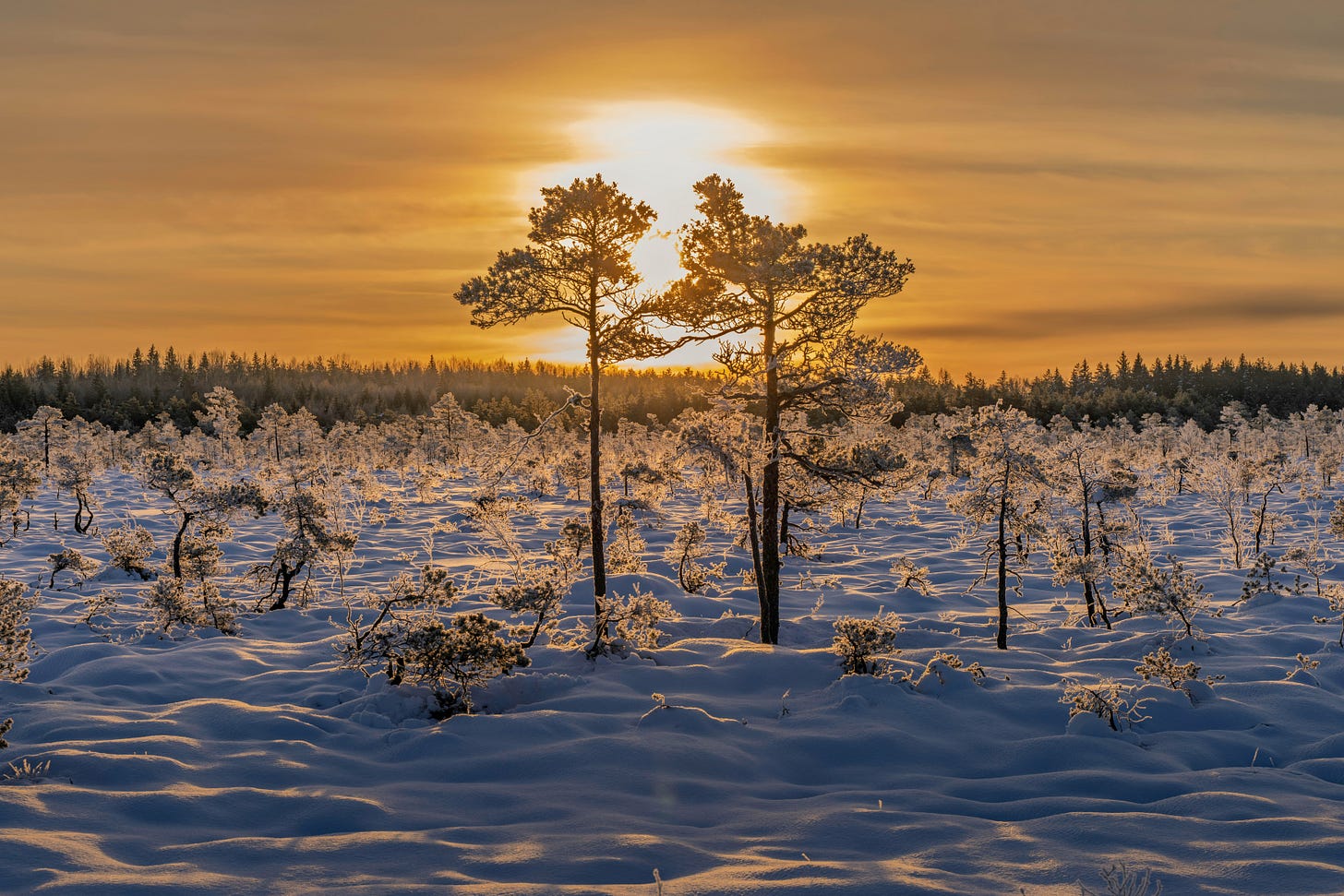 Feature your events on ShareYaarNow - image: https://unsplash.com/photos/two-trees-in-a-snowy-landscape-at-sunrise-bjNfQUx58n0 Feature your events on ShareYaarNow - image: https://unsplash.com/photos/two-trees-in-a-snowy-landscape-at-sunrise-bjNfQUx58n0