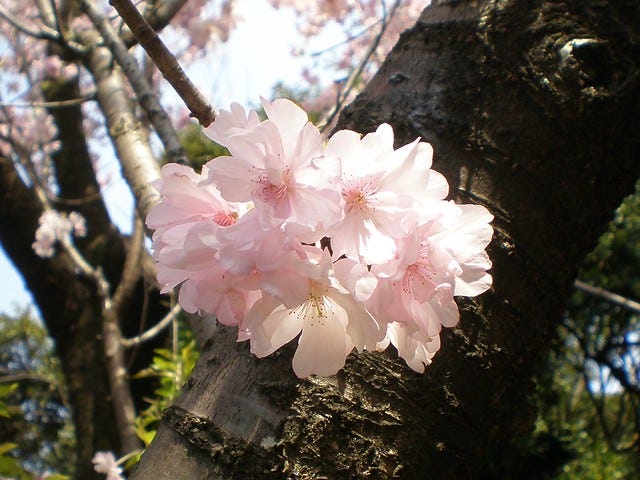 Hanami at the Museum Hanami at the Museum