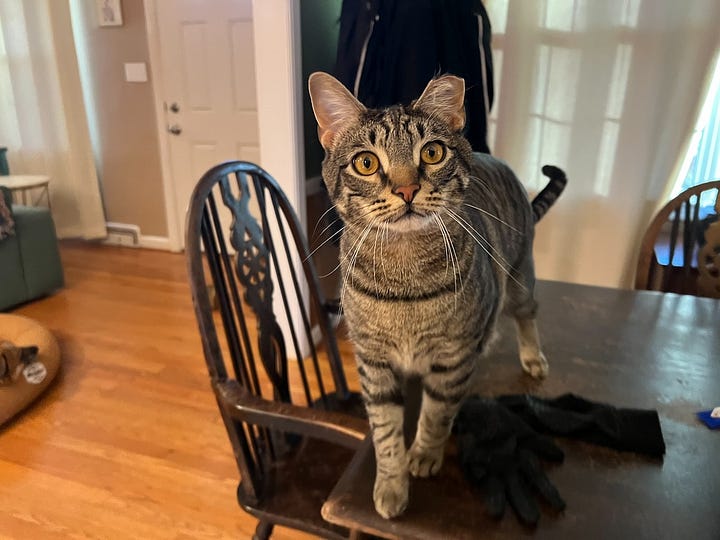 photos of beth spencers cats, sean, merv, and harmony