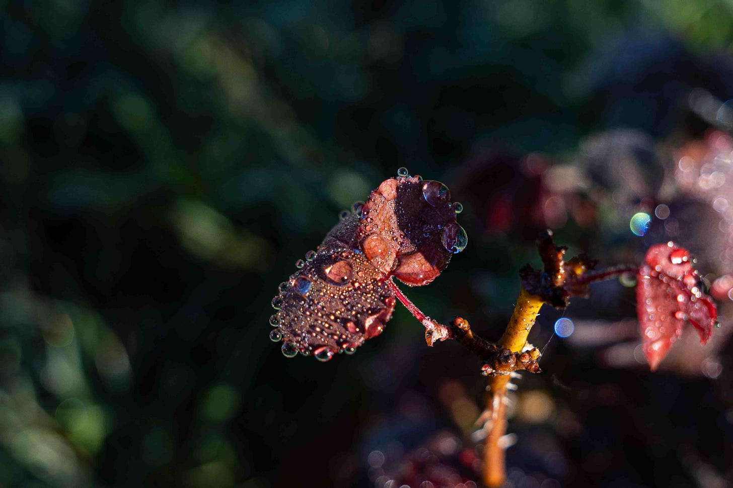 red rose leaf covered in water droplets with dark background