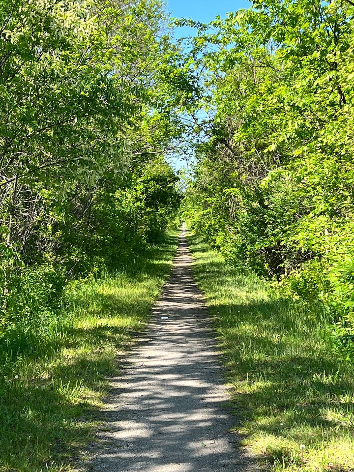 A picture of a tree covered trail and a close up of pink honeysuckle flowers.