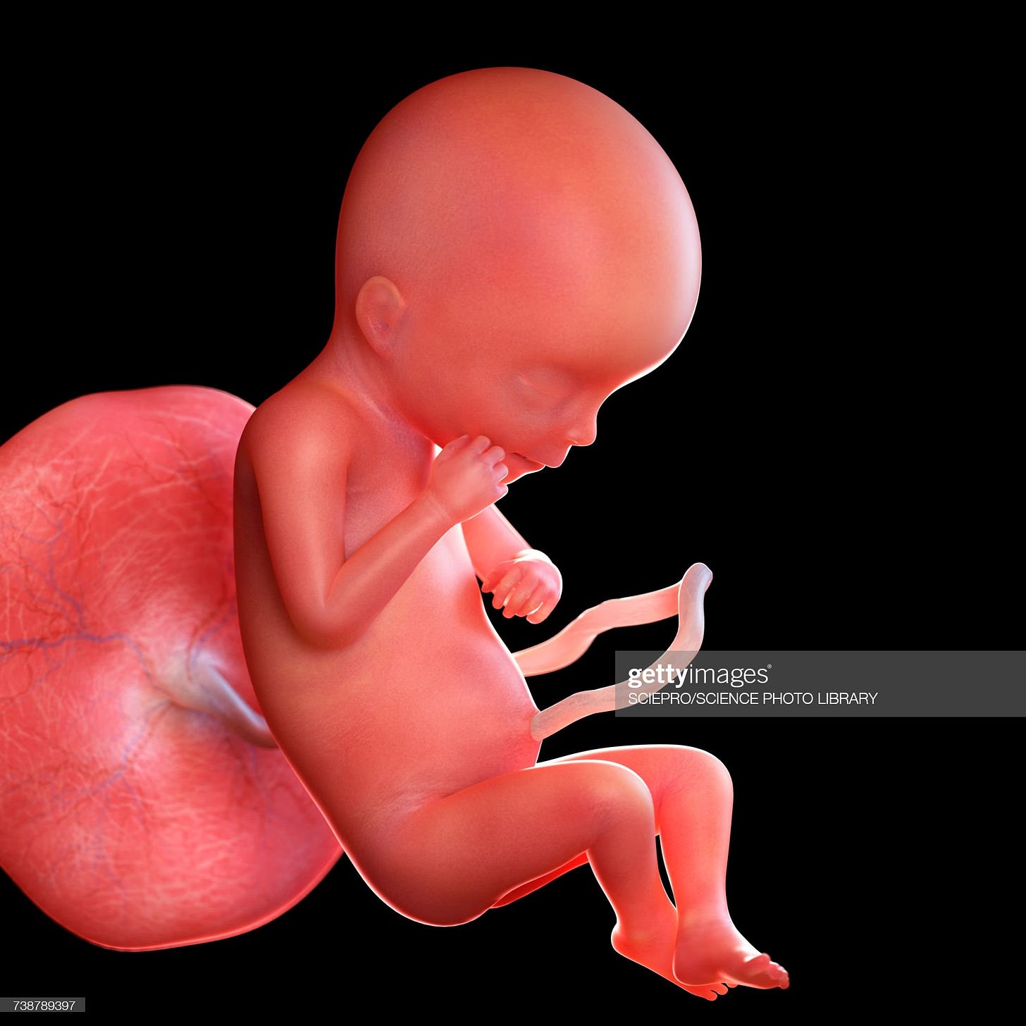 Human foetus age 19 weeks, illustration