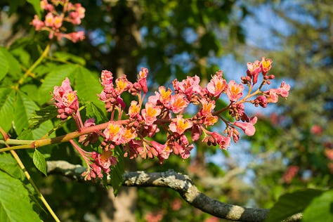 Flowers and other fragrant part of trees. Copyright Tom Kimmerer