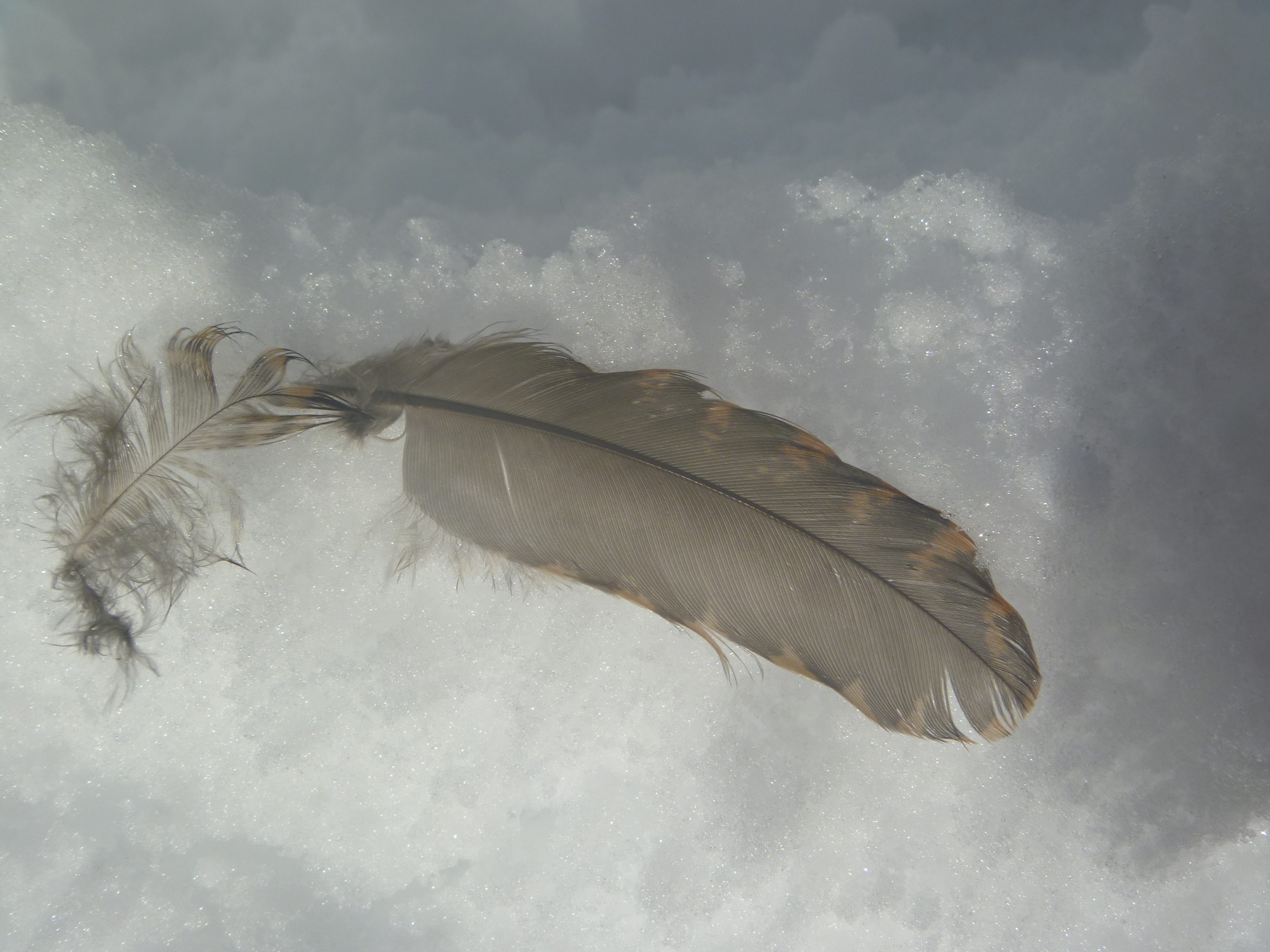 Winter Wildlife - by Juliet Wilson - Crafty Green Poet