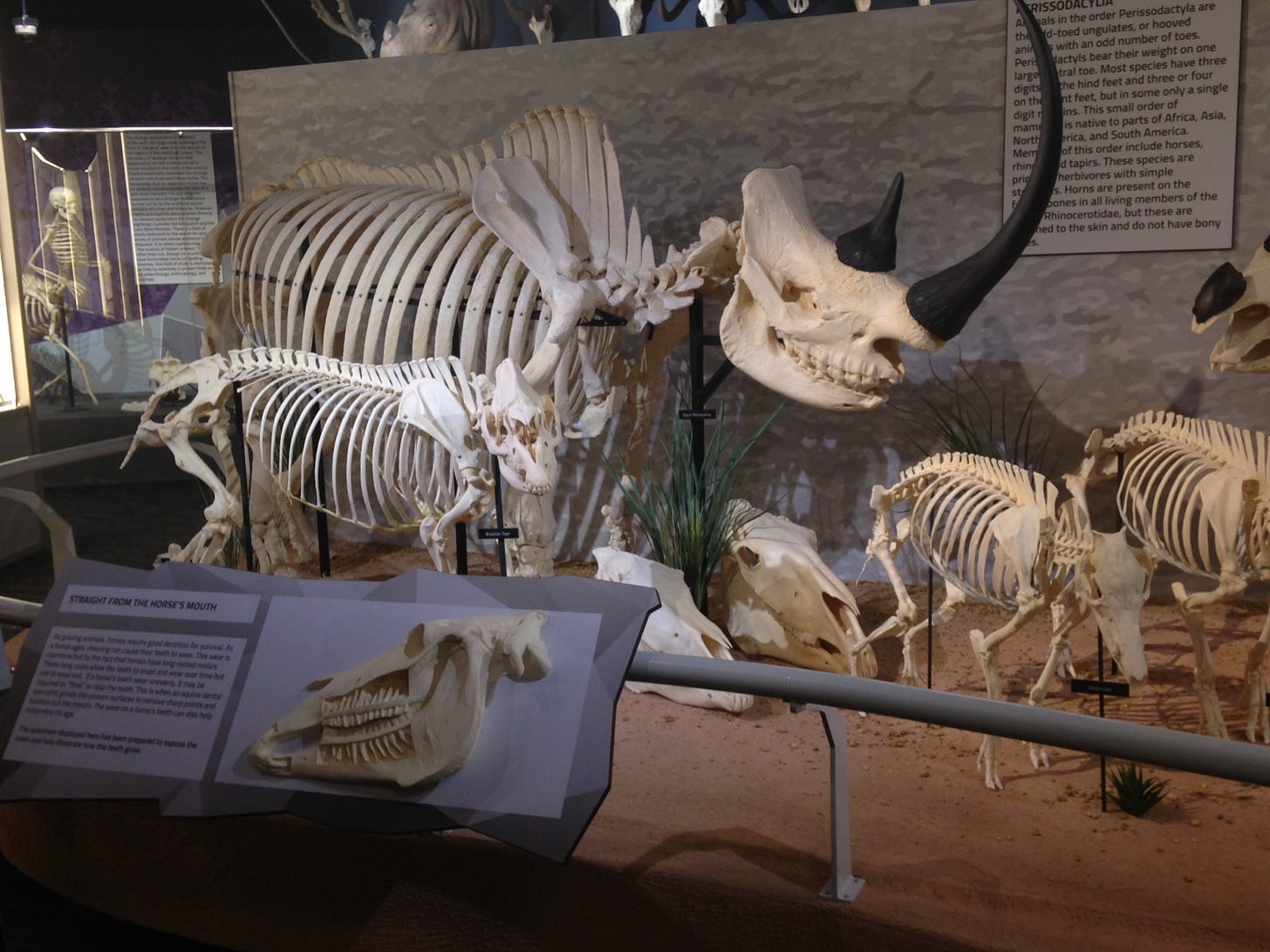 File:Skeletons Animals Unveiled Rhino Skeleton.jpg ...