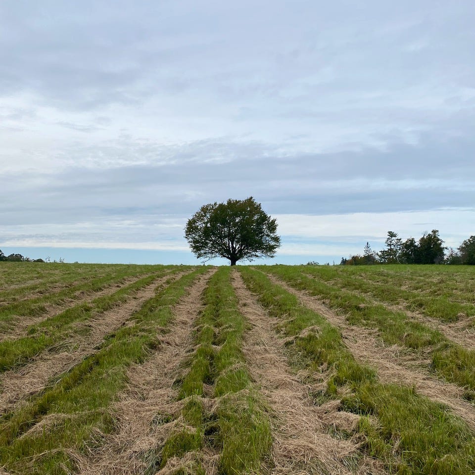 View from the Ecotone