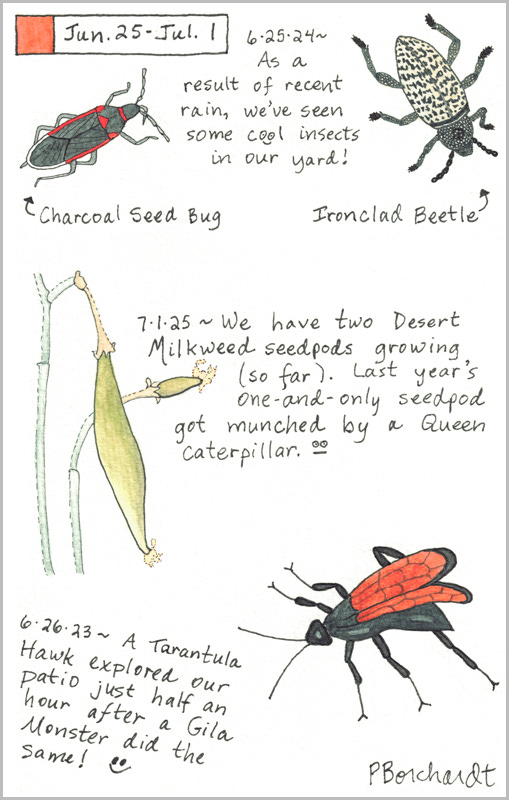 Perpetual Journal, week of Jun. 25 - Jul. 1: Desert Milkweed Seedpods (2025); Charcoal Seed Bug and Ironclad Beetle (2024); Tarantula Hawk (2023)