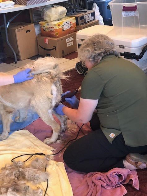 veterinarian and vet tech attend to the injuries of a rust colored dog 