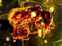 ancient bee in amber picture