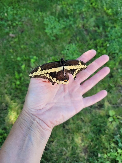 an assortment of pollinators seen on the farm this week