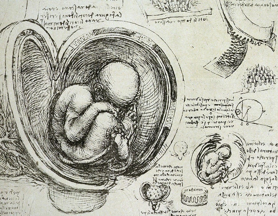 The Human Fetus in the Womb by Leonardo Da Vinci