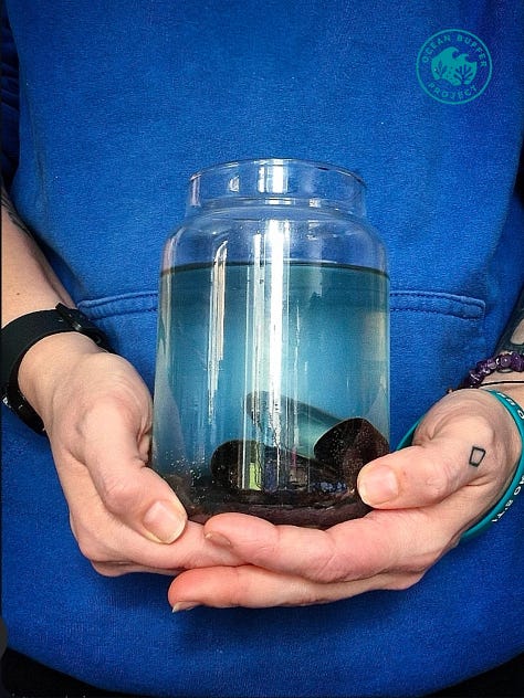 A recycled candle jar using marine algae and recycled materials to grow your own ocean