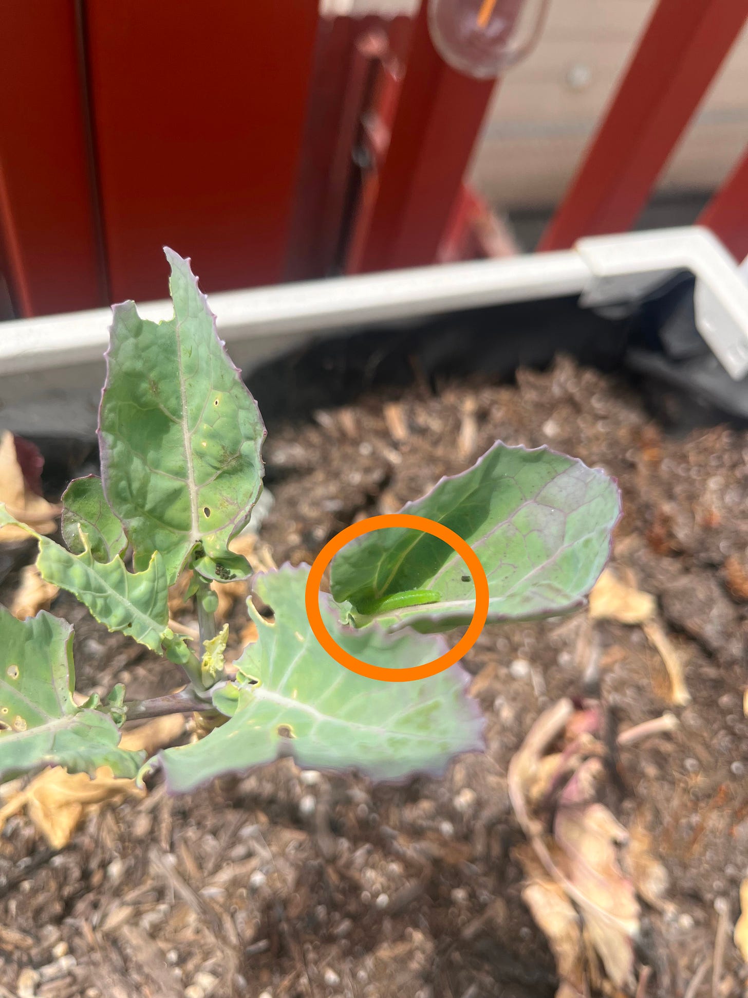 A broccolini plant with several bite marks. A green caterpillar is resting on one leaf and circled in bright orange for emphasis.