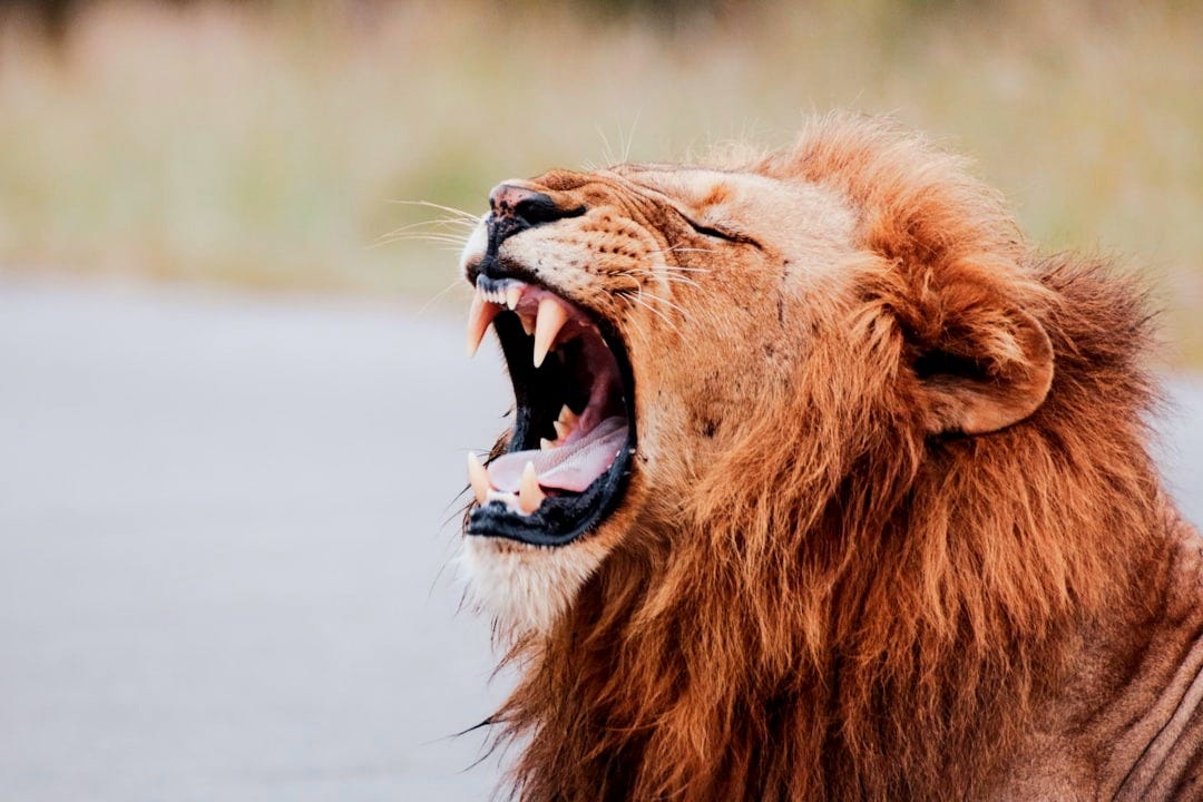 brown lion with white tongue out brown lion with white tongue out