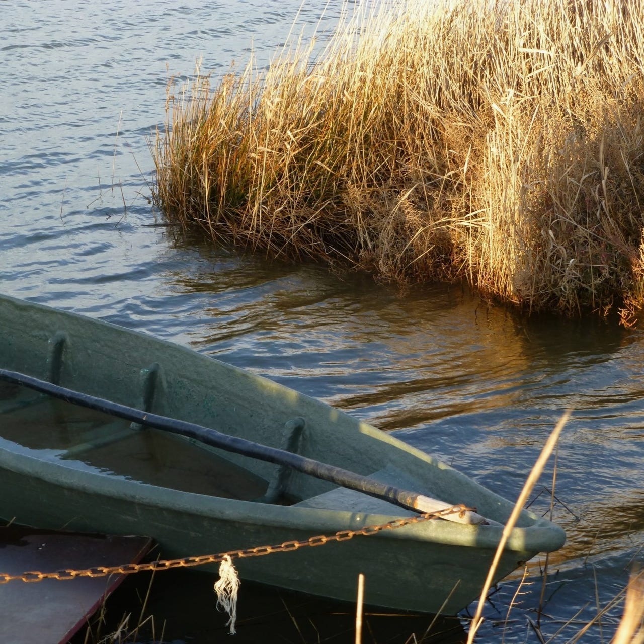 Plumes & Feathers Newsletter